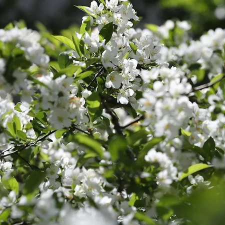 Thommysminde Jelling