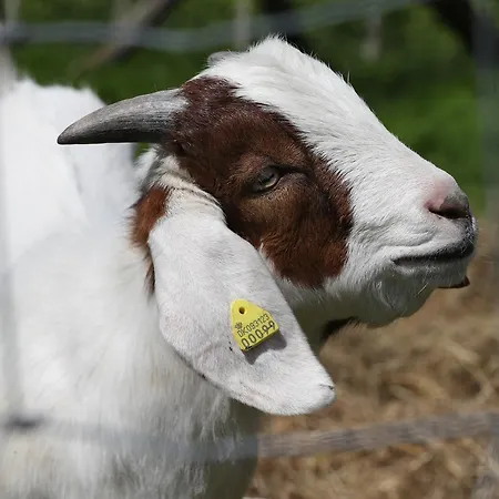 Thommysminde * Jelling