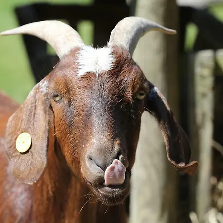 住宿加早餐酒店 Thommysminde *